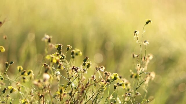 beautiful flowers of tansy ragwort vertical, flowers of Jacobaea, enchanting yellow flowers in the morning sun, half-dried witchweed blows gently in the morning sun, Senecio