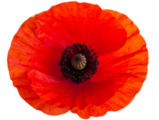  Red Poppy Flower Head Top View, Bright Petals, Isolated on Transparent Background