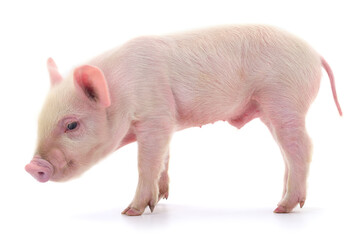 Pink piglet isolated on white background