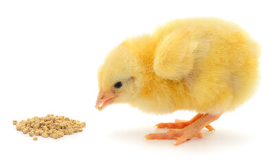Yellow chick pecking feed isolated on white background
