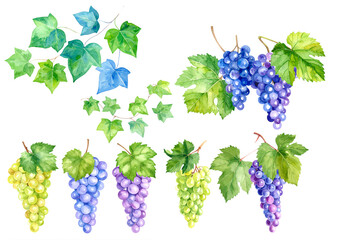 水彩で描かれた葡萄のイラストセット 　ナチュラルでやさしい果物素材