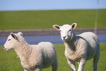 Porträt von zwei Lämmern vor dem Hintergrund des Wasserkanals am Deich