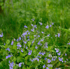 Wild Veronica chamaedrys flowers blooming in green meadow grass