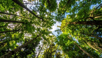 Fototapeta premium Lush green canopy of trees reaching toward a bright blue sky, providing a vibrant and verdant forest perspective.