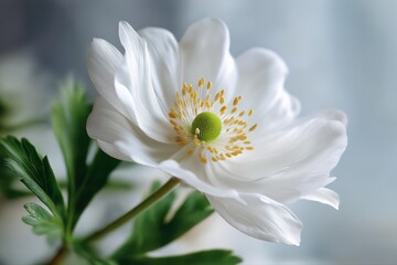 Close-up of white anemone flower with delicate petals and green leaves