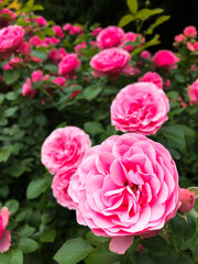 Obraz premium Pink flowers. A beautiful garden filled with a variety of pink flowers is in full bloom. The flowers are scattered throughout the garden, with some blooming in the foreground and others in the backgro