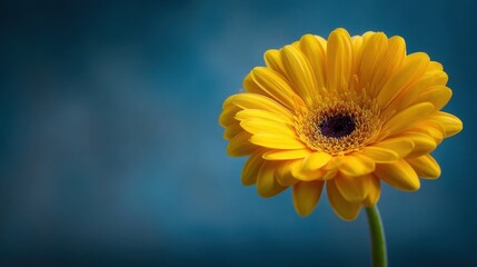 A bright yellow flower with numerous petals radiating outward from a central dark colored disk.