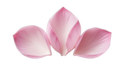 Three Pink Lotus Flower Petals on Black Background isolated on a transparent background