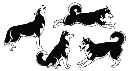 Dynamic siberian husky poses set artistic hand drawn black and white dog illustrations vector © Alex