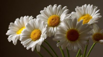 Fototapeta premium A bouquet of fresh daisies with white petals and yellow centers in various stages of bloom,