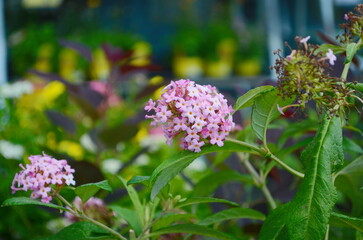 Buddleia Davidii 'Nanho Purple' with yellow bokeh background