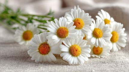 Obraz premium Fresh white daisies with yellow centers rest on a textured beige fabric,