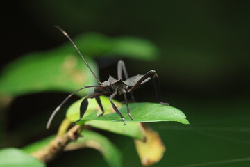 A leaf-footed bug (Acanthocephala terminalis) perches on a green leaf, displaying its characteristic flat, leaf-like hind legs and long slender antennae. Typical behavior of this species.