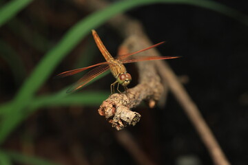 A photograph of the female Orange-Winged Dragonfly (Brachythemis contaminata) resting on a twig. The image highlights its translucent orange-tinted wings, brownish-orange body,