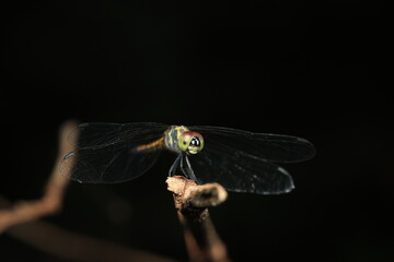 A dragonfly from the family Libellulidae, possibly belonging to the genus Agrionoptera or Brachydiplax, perched on a twig. Its slender yellow-and-dark patterned body, large compound eyes,