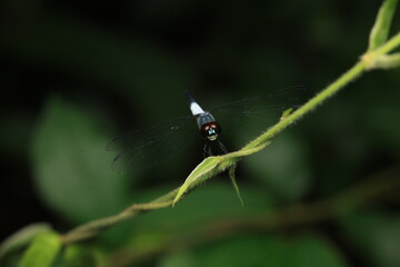 A photograph of the Pale Blue Dragonfly (Brachydiplax chalybea) perched on a green vine, showing its distinctive dark body, whitish-blue abdomen, and striking red compound eyes.