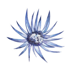 Watercolor illustration of a blue cornflower. Botanical plant drawing isolated on white background for design and printing.