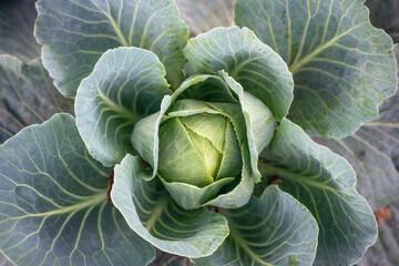 Obraz premium Young cabbage growing in an agricultural field