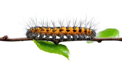 A close-up view of a vibrant caterpillar with striking orange and black colors, covered in soft spines, resting on a green leaf against a white background.