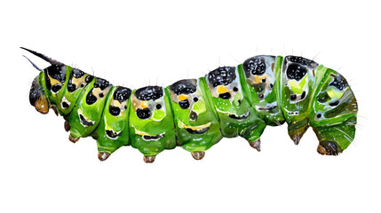 A vibrant green caterpillar with striking colors and patterns, showcasing its unique texture and features, isolated on a white background for clear visibility.