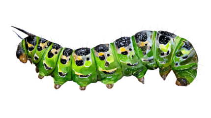 A vibrant green caterpillar with striking colors and patterns, showcasing its unique texture and features, isolated on a white background for clear visibility.