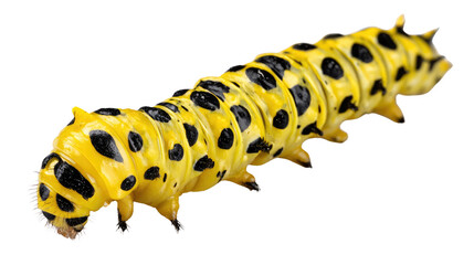 Fototapeta premium A vibrant yellow caterpillar with black spots, isolated on a white background, showcasing its unique and striking pattern, perfect for educational and nature-related projects.