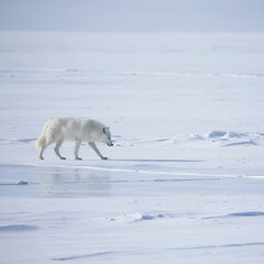 Naklejka premium Arctic wolf walking across frozen tundra