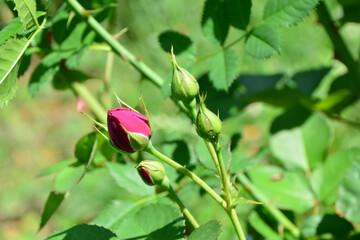 Close-up of Red Rose Buds in Sunlight