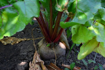 Beetroot plant growing in soil, with vibrant green leaves and a red stem