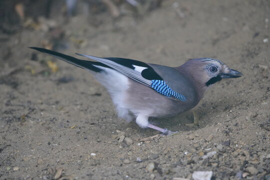 Eurasian Jay&nbsp;(Garrulus glandarius) Corvidae family. Germany.