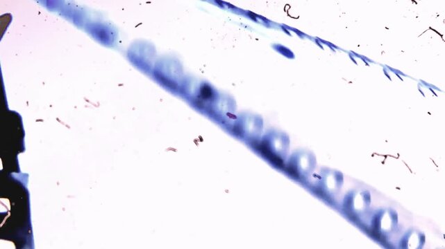Microscopic view elongated plant cells blue stained cellulose walls parallel arrangement botanical biology science education research micrograph plant anatomy cell structure