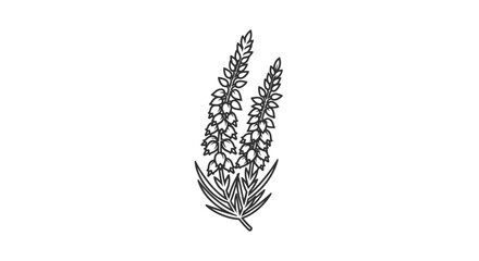 Hand drawn botanical illustration of a heather flower sprig.