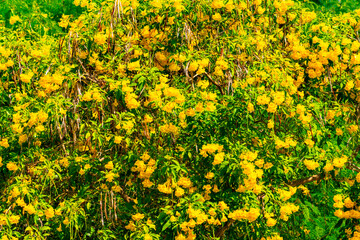 Obraz premium Bunch of beautiful yellow flowers on clear blue sky background