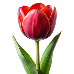 Flower isolated on white background