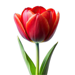 red tulip isolated on white