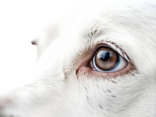 Closeup White Dog Eye Brown Gold Iris Blue Sclera Fluffy Fur white  Background Animal Portrait image , png file 