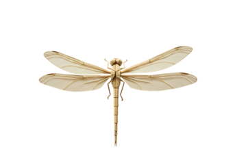 CloseUp of a Pale Dragonfly Against Black Background isolated on transparent background