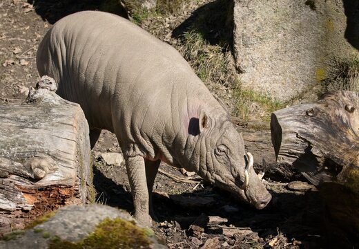 North Sulawesi babirusa
