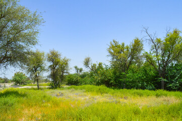 Obraz premium A scenic view of trees in the field, nature landscape Balochistan