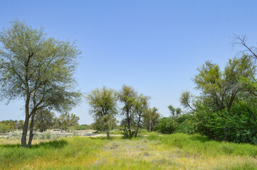 trees in the field natural gum arabic tree plants and bushes landscape