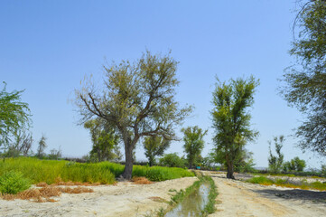 Fototapeta premium road in the field, vachellia nilotica trees