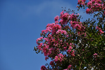 サルスベリと青空