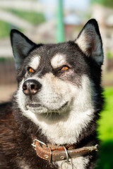 Siberian husky dog, walking through a park on a sunny day