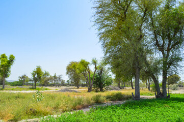 landscape with trees babul acacia