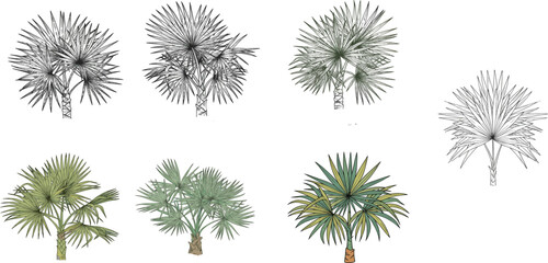 Palm tree vector set, tropical foliage, realistic, stylized, black line drawing, nature clipart, summer design elements, beach tree illustration