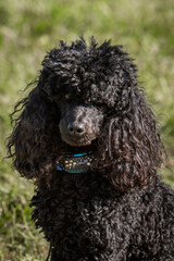 black poodle puppy portrait