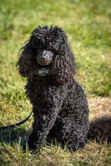 black poodle puppy sitting on grass