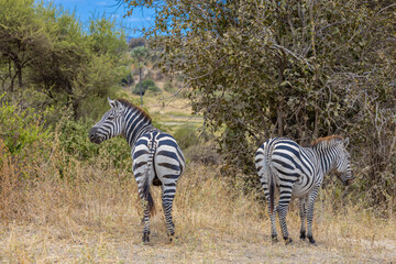 Zebra in Africa savanna on dry grass at safari game drive. Wild nature in African national parks of Kenya and Tanzania. Mammals animals wildlife in African savanna bush Ngorongoro and Tarangire