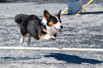 border collie puppy