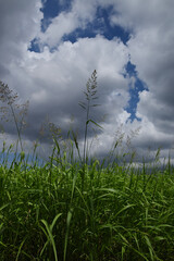 野草と空